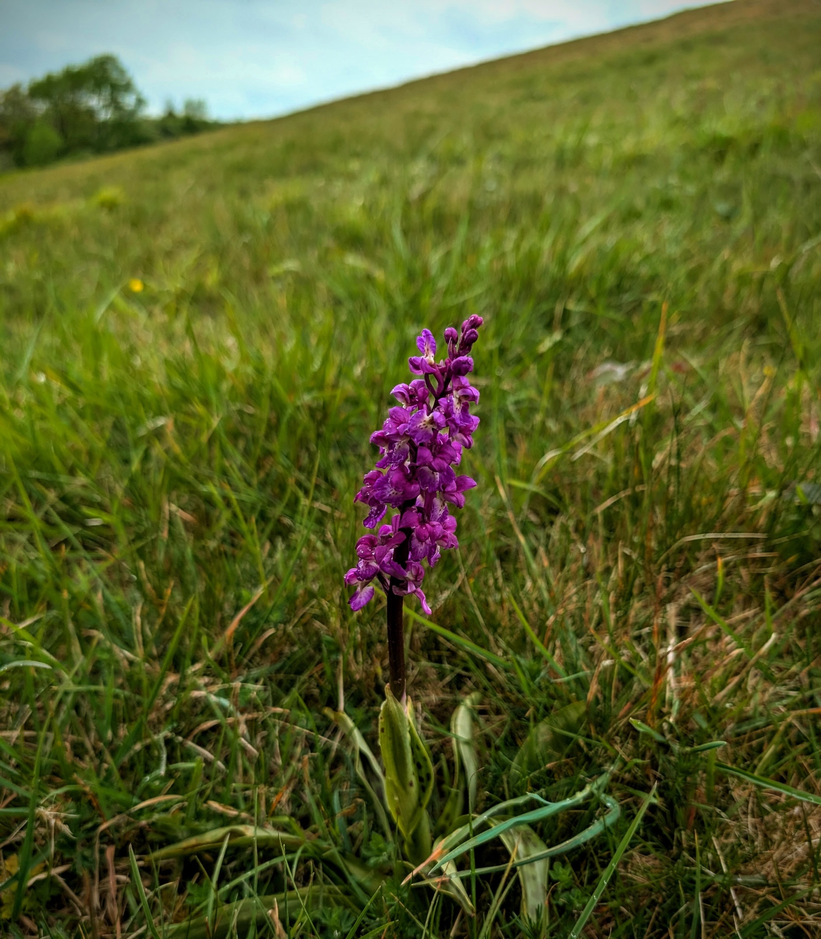 Wild orchid on the SSSI limestone grassland at Loxton Hill