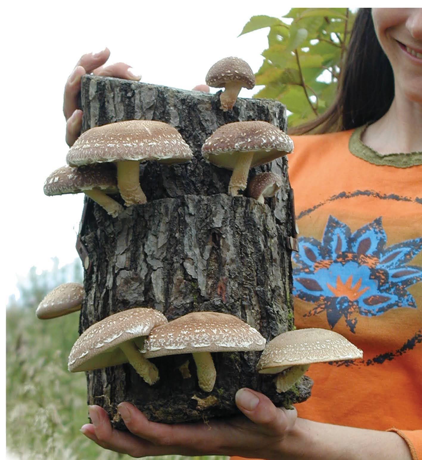 Shiitake mushrooms fruiting on an inoculated log