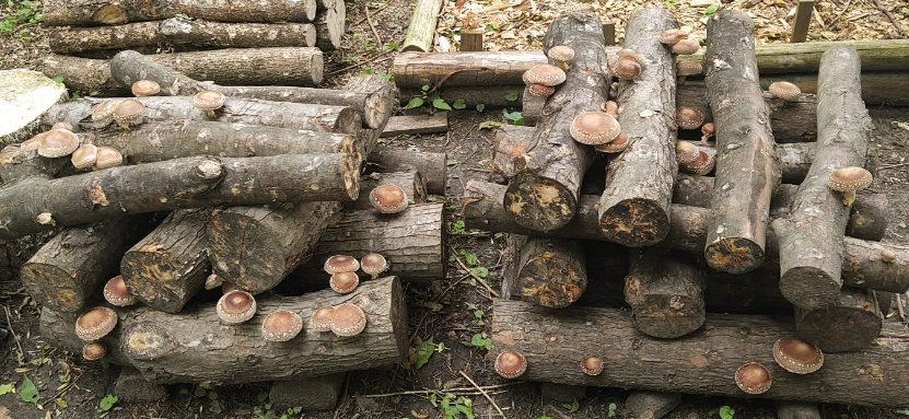 Shiitake log yard at Loxton Hill